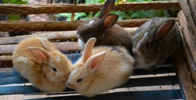 jaulas para conejos